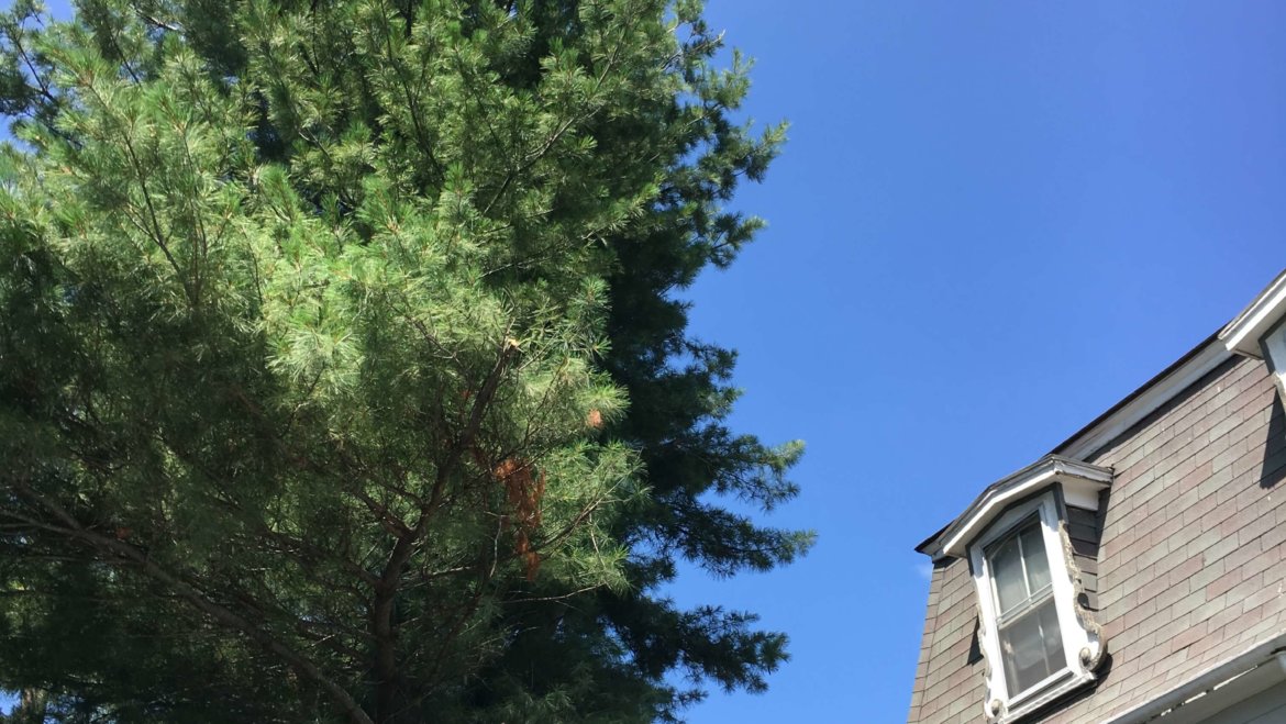 Tree trimming in Malden, MA