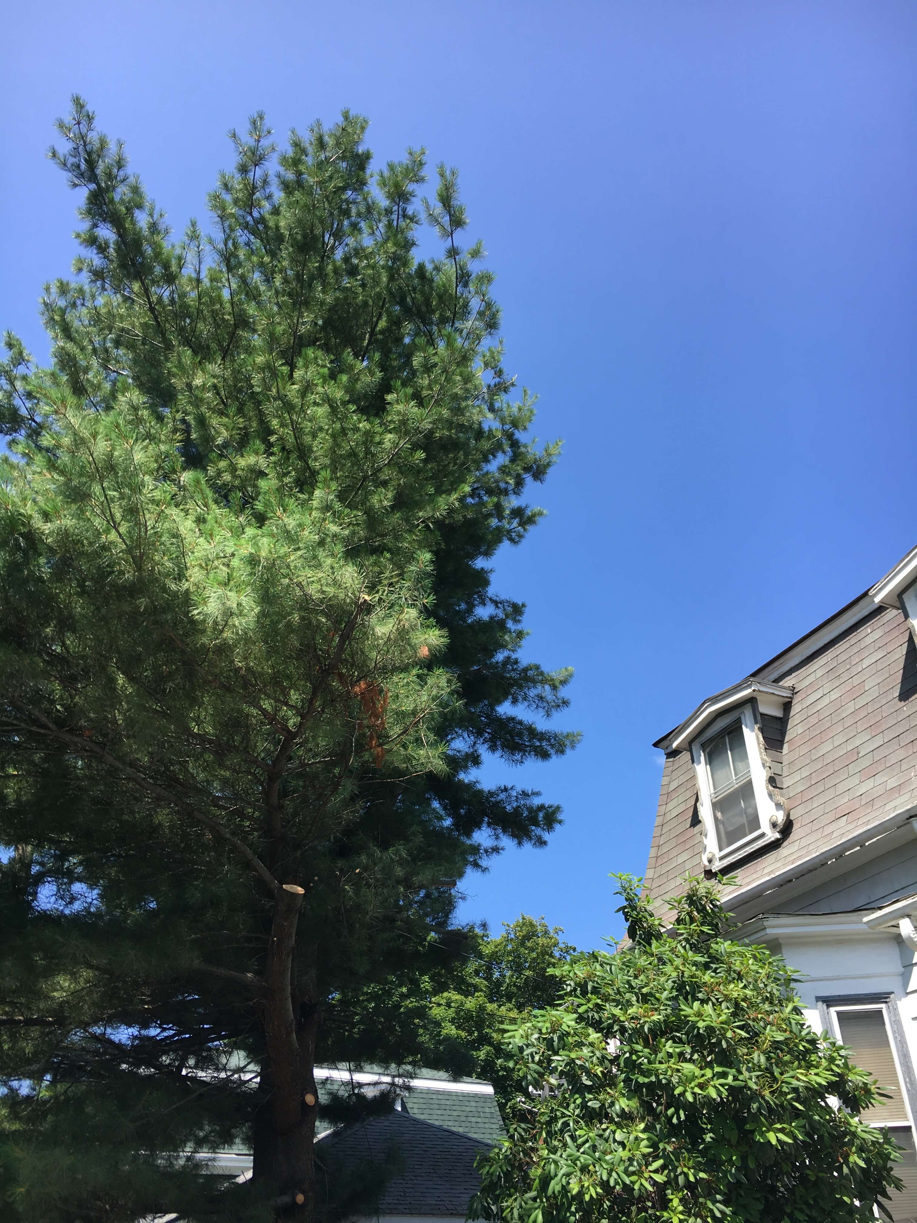 Tree trimming in Malden, MA