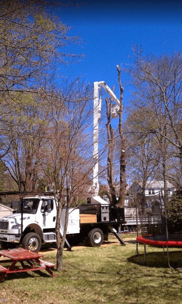 Middlesex Tree Service truck executing tree removal near Waltham, MA