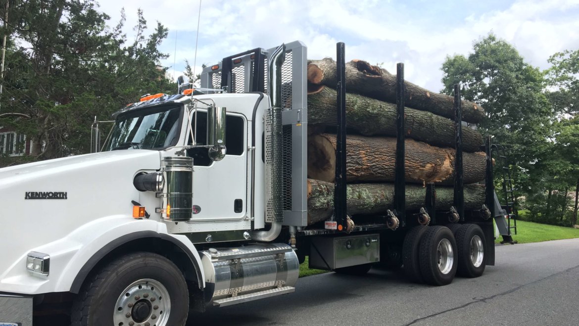 Tree removal in Lexington