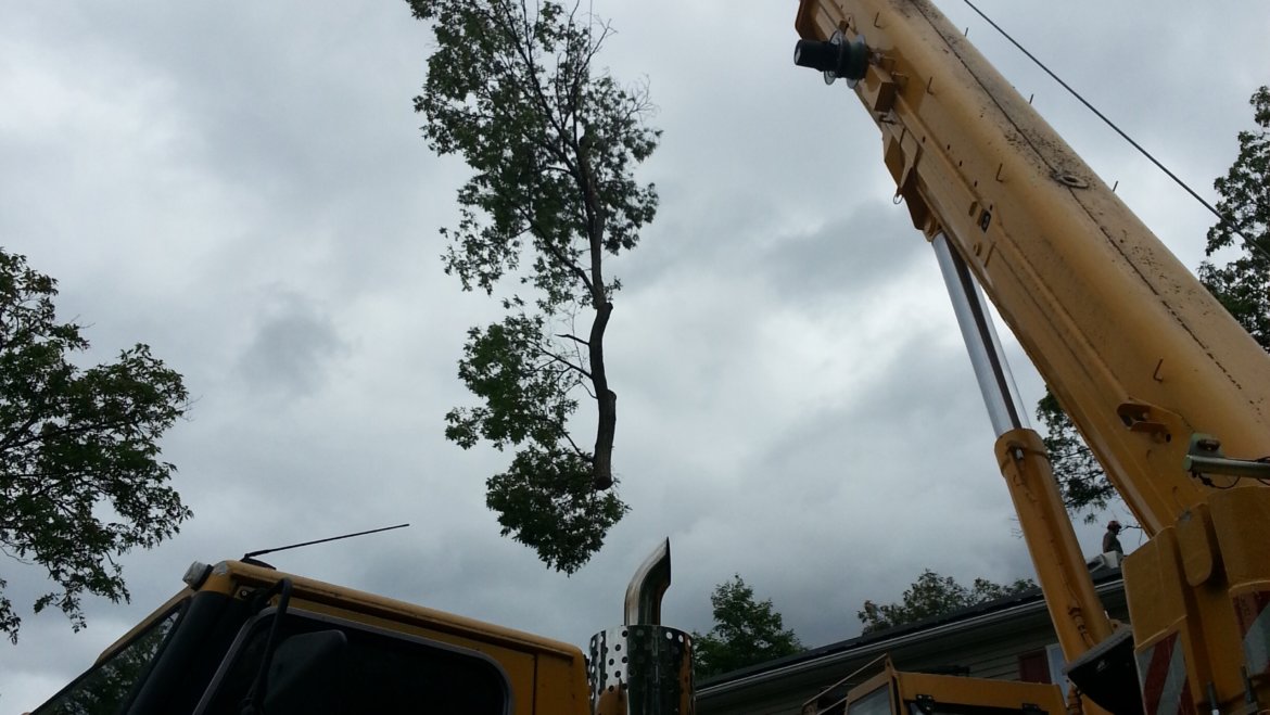 Big trees in tough spots are our specialty to remove