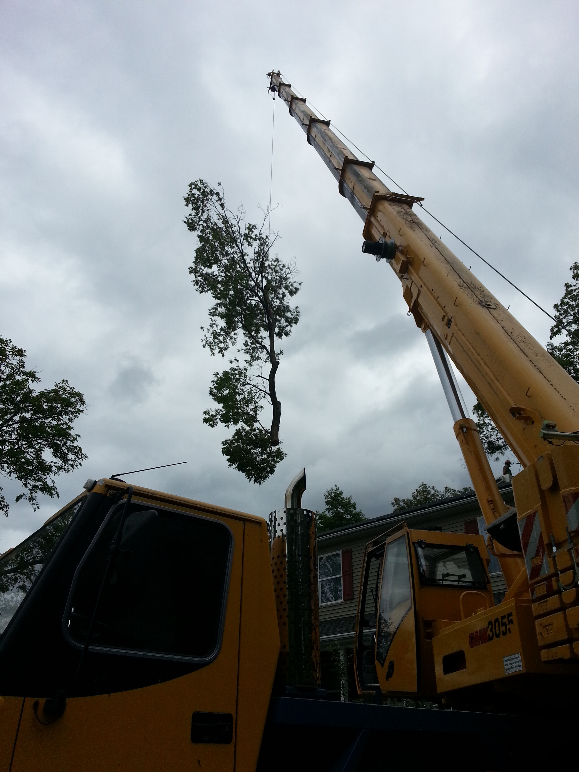 Big trees in tough spots are our specialty to remove