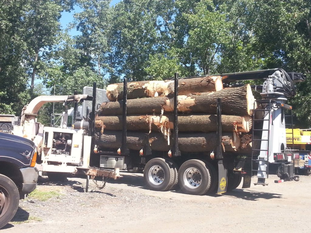 Logs from removal of large tree loaded on truck--Middlesex Tree Service