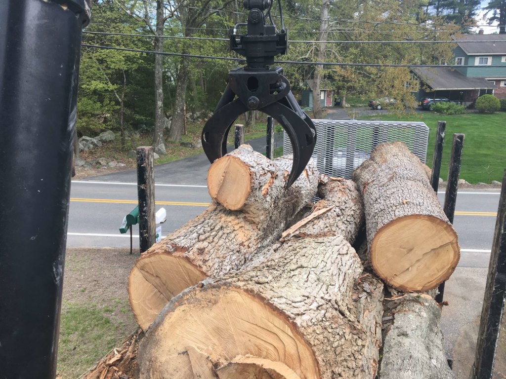 Logs removed from large tree removal Middlesex Tree Service