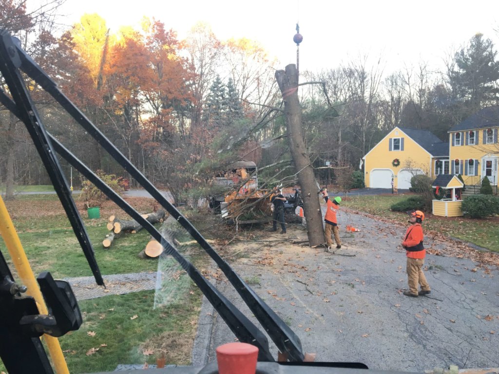 Crane is lowering a section of a large tree to the staging area--Middlesex Tree Service