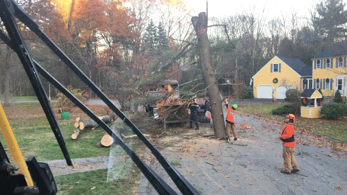 A view from a crane removing a massive pine tree in Woburn