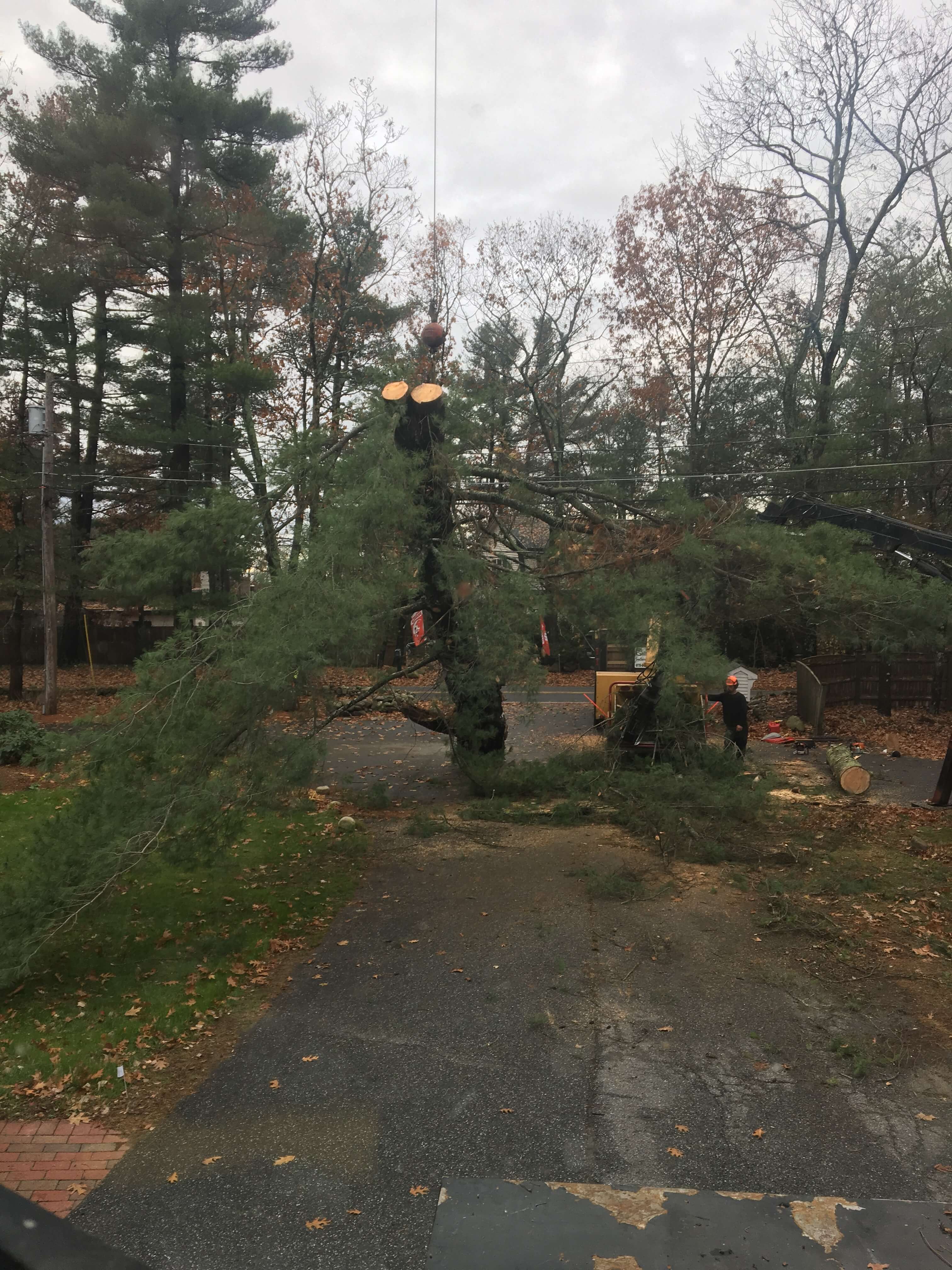 Wind storms are no match for Middlesex Tree Service