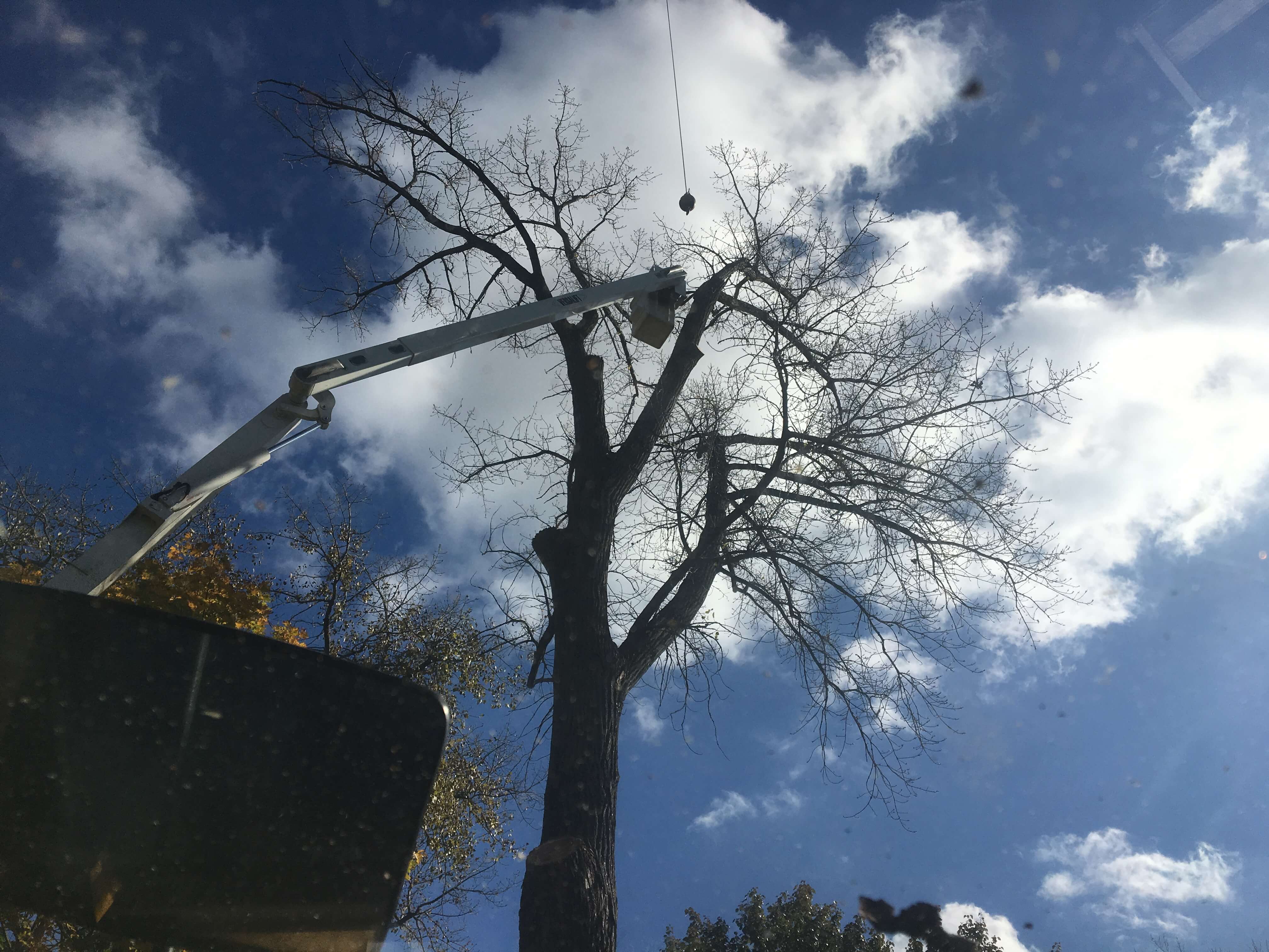 Done right, tree removal is a beautiful art
