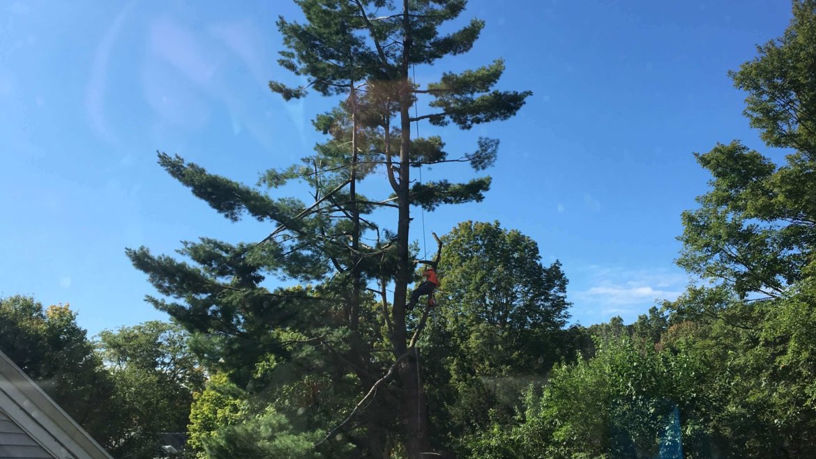Tree removal made easy