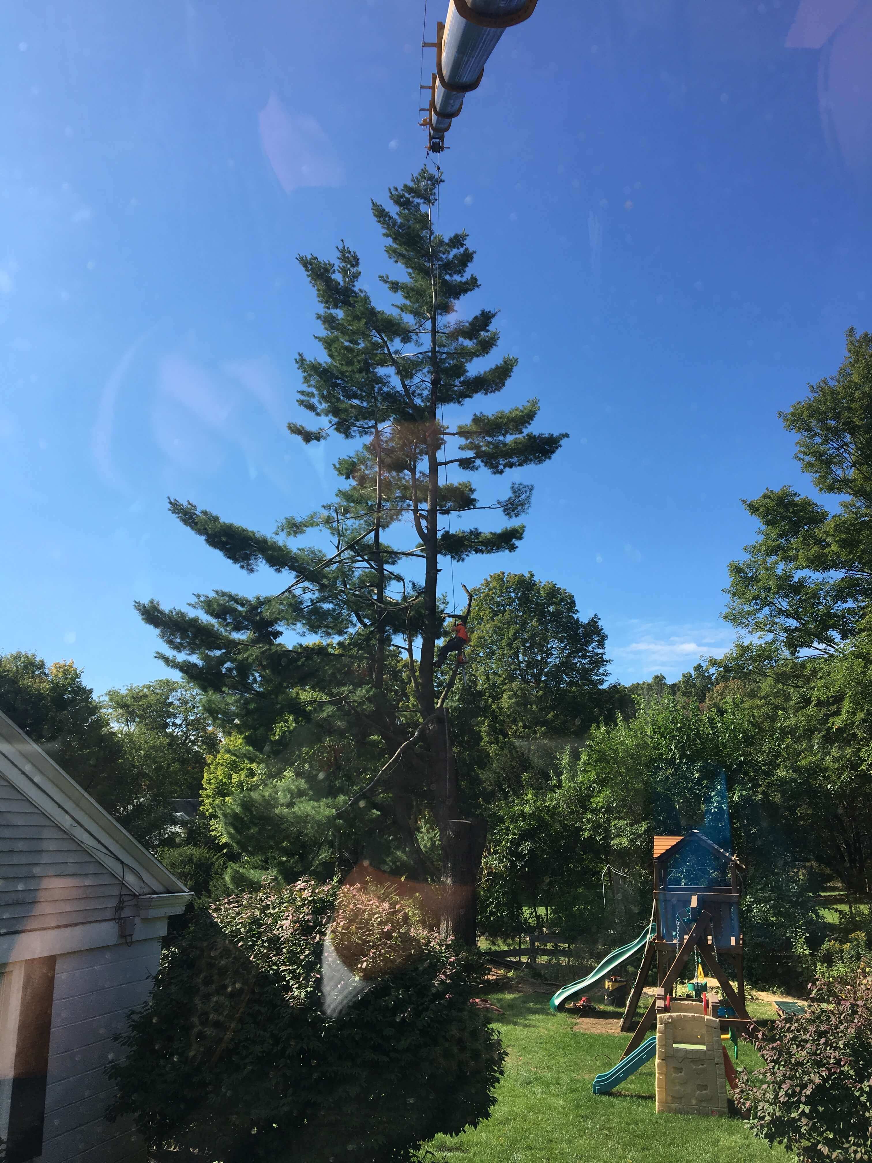 Tree removal made easy