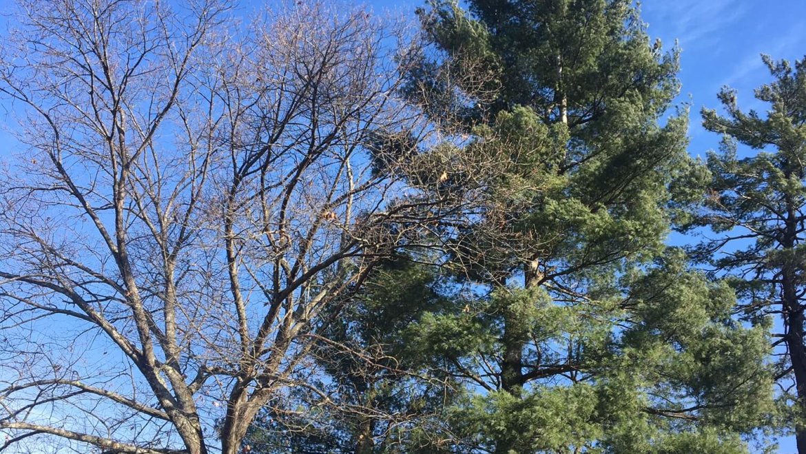 Residential pine tree removal in Wilmington, MA