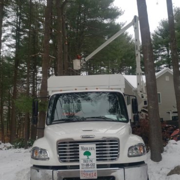 Tree removal and trimming in Lexington, MA