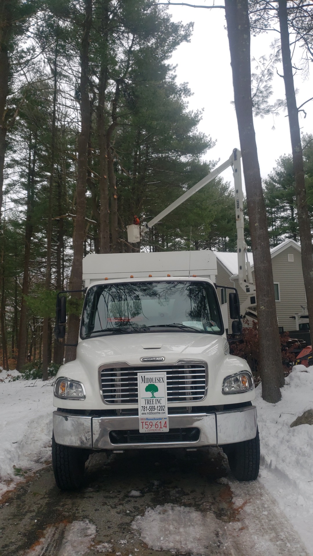 Tree removal and trimming in Lexington, MA