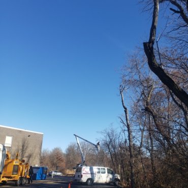 Tree removal and trimming in Belmont, MA