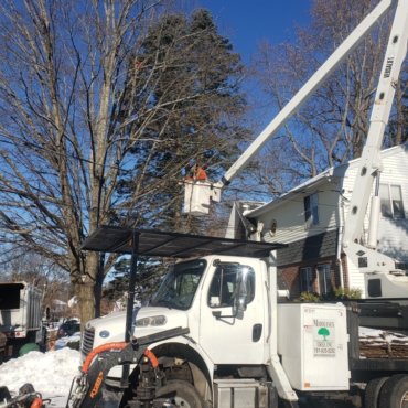 Tree removal and trimming in Woburn, MA