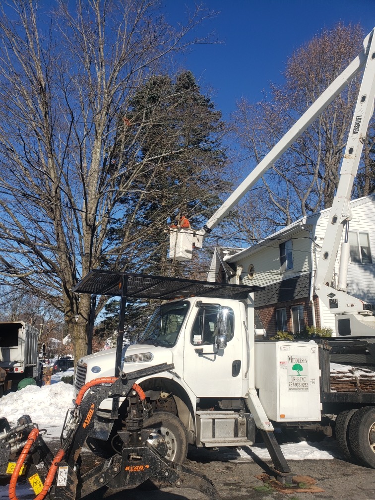 Tree removal and trimming in Woburn, MA