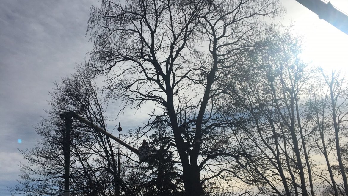 Tree removal in Woburn, MA