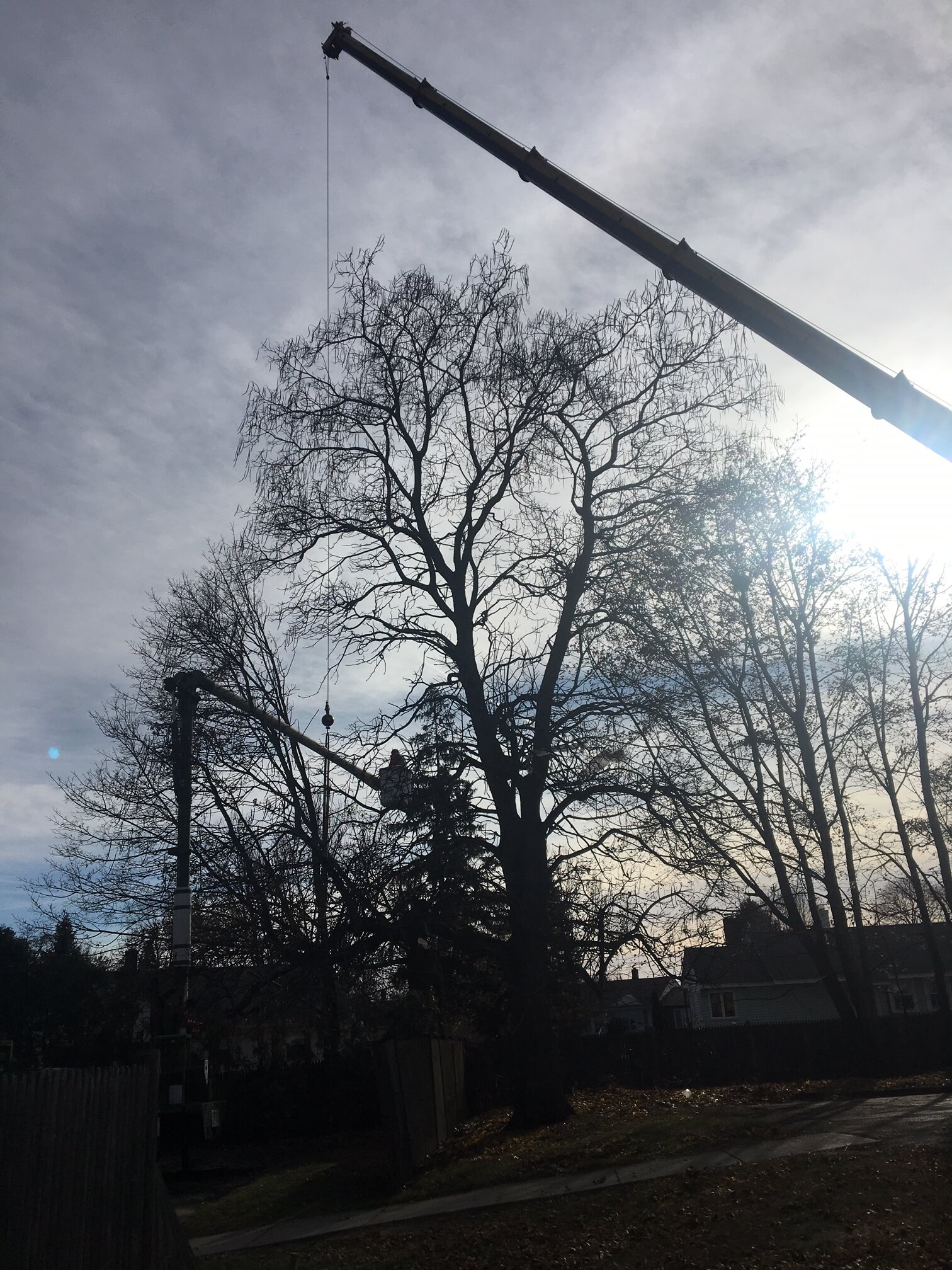Tree removal in Woburn, MA